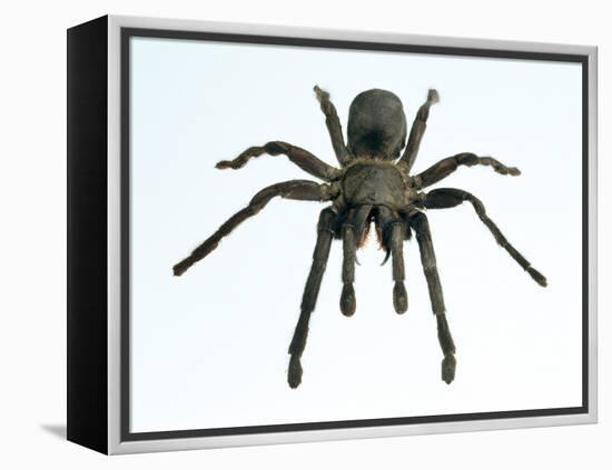 Tarantula-Lawrence Lawry-Framed Premier Image Canvas
