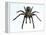 Tarantula-Lawrence Lawry-Framed Premier Image Canvas