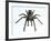 Tarantula-Lawrence Lawry-Framed Photographic Print