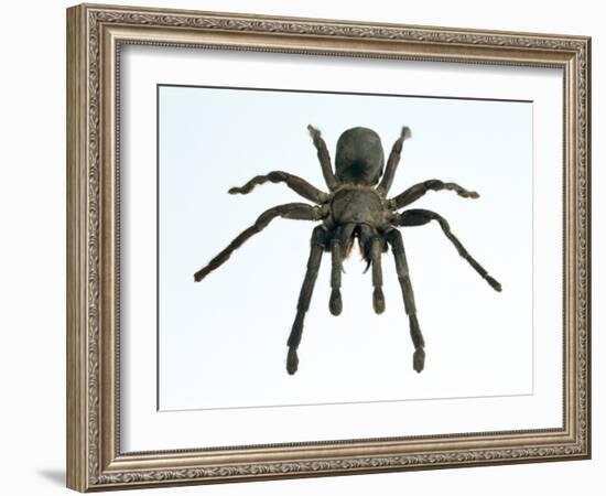 Tarantula-Lawrence Lawry-Framed Photographic Print