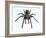 Tarantula-Lawrence Lawry-Framed Photographic Print