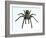 Tarantula-Lawrence Lawry-Framed Photographic Print