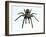 Tarantula-Lawrence Lawry-Framed Photographic Print