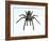 Tarantula-Lawrence Lawry-Framed Photographic Print