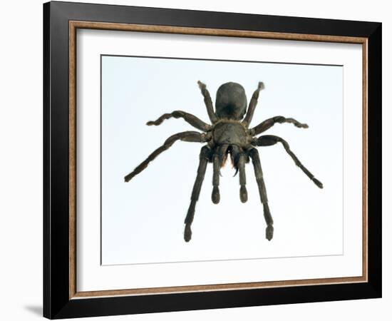 Tarantula-Lawrence Lawry-Framed Photographic Print