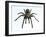 Tarantula-Lawrence Lawry-Framed Photographic Print