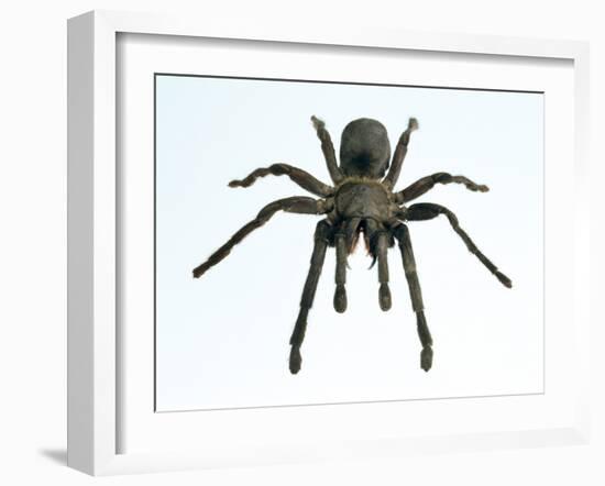 Tarantula-Lawrence Lawry-Framed Photographic Print