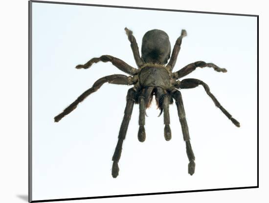 Tarantula-Lawrence Lawry-Mounted Photographic Print