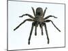 Tarantula-Lawrence Lawry-Mounted Photographic Print