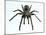 Tarantula-Lawrence Lawry-Mounted Photographic Print