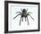 Tarantula-Lawrence Lawry-Framed Photographic Print