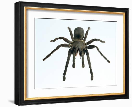 Tarantula-Lawrence Lawry-Framed Photographic Print