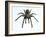 Tarantula-Lawrence Lawry-Framed Photographic Print