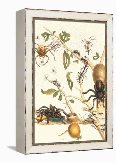Tarantulas and Army Ants-Maria Sibylla Merian-Framed Stretched Canvas