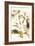 Tarantulas and Army Ants-Maria Sibylla Merian-Framed Premium Giclee Print