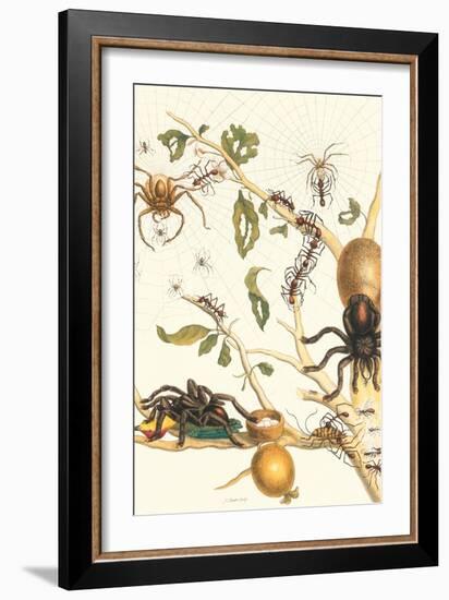 Tarantulas and Army Ants-Maria Sibylla Merian-Framed Premium Giclee Print