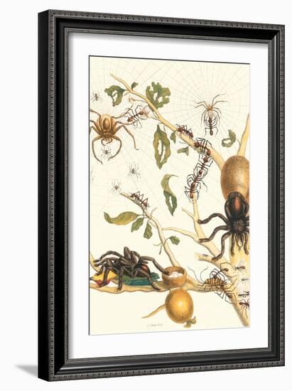 Tarantulas and Army Ants-Maria Sibylla Merian-Framed Premium Giclee Print