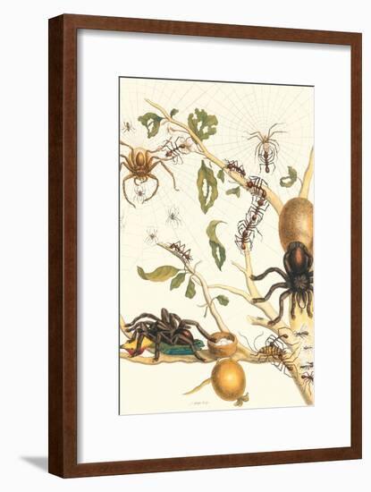 Tarantulas and Army Ants-Maria Sibylla Merian-Framed Art Print