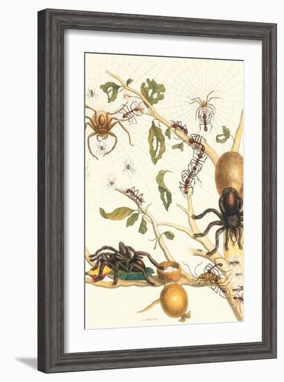 Tarantulas and Army Ants-Maria Sibylla Merian-Framed Art Print