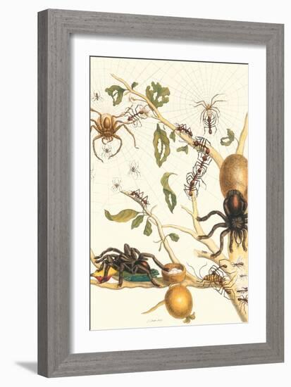 Tarantulas and Army Ants-Maria Sibylla Merian-Framed Art Print