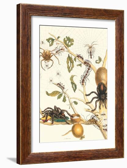 Tarantulas and Army Ants-Maria Sibylla Merian-Framed Art Print