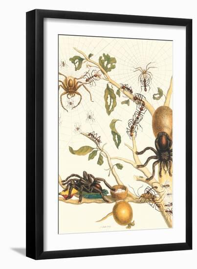 Tarantulas and Army Ants-Maria Sibylla Merian-Framed Art Print