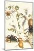 Tarantulas and Army Ants-Maria Sibylla Merian-Mounted Art Print