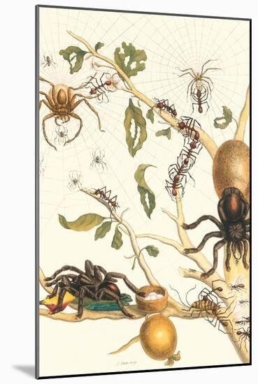 Tarantulas and Army Ants-Maria Sibylla Merian-Mounted Art Print