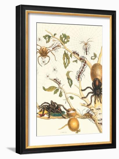 Tarantulas and Army Ants-Maria Sibylla Merian-Framed Art Print