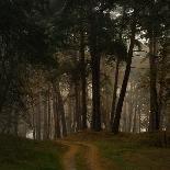 Beautiful Morning in the Misty Autumn Forest-Taras Lesiv-Photographic Print
