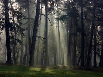 Misty Autumn Forest with Pine Trees-Taras Lesiv-Photographic Print