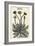 Taraxacum Officinale-John Gerard-Framed Art Print