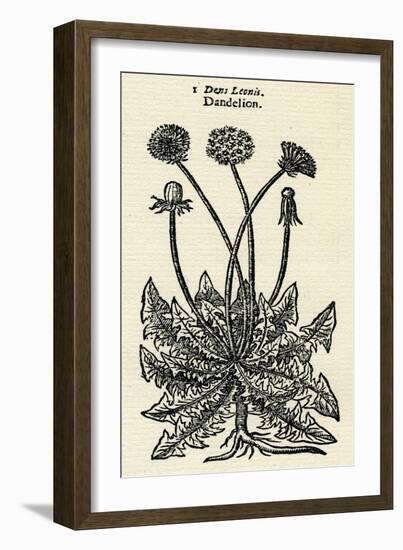 Taraxacum Officinale-John Gerard-Framed Art Print