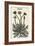 Taraxacum Officinale-John Gerard-Framed Art Print