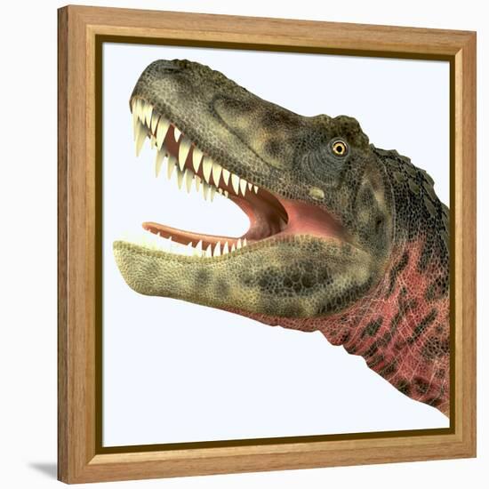 Tarbosaurus Dinosaur Roaring-Stocktrek Images-Framed Stretched Canvas