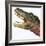 Tarbosaurus Dinosaur Roaring-Stocktrek Images-Framed Art Print