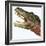 Tarbosaurus Dinosaur Roaring-Stocktrek Images-Framed Art Print