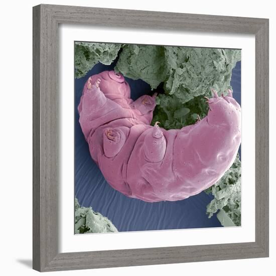 Tardigrade, SEM-Steve Gschmeissner-Framed Premium Photographic Print