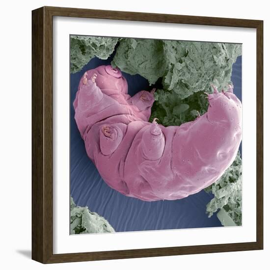 Tardigrade, SEM-Steve Gschmeissner-Framed Premium Photographic Print