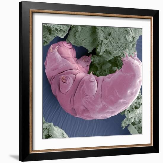 Tardigrade, SEM-Steve Gschmeissner-Framed Premium Photographic Print