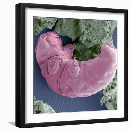 Tardigrade, SEM-Steve Gschmeissner-Framed Premium Photographic Print