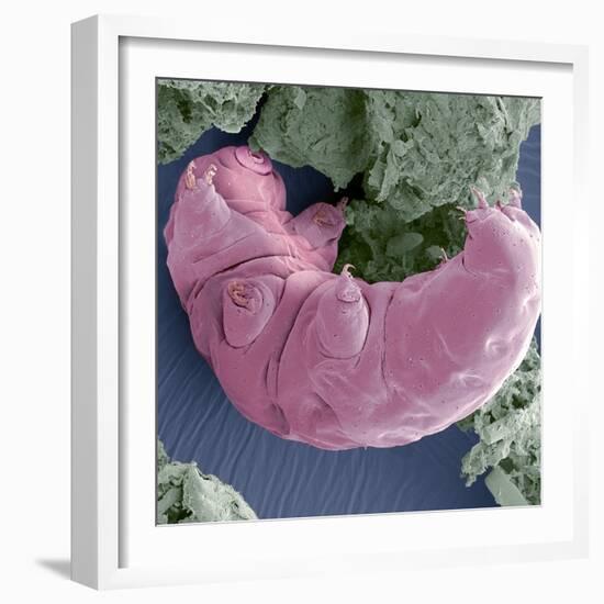 Tardigrade, SEM-Steve Gschmeissner-Framed Premium Photographic Print