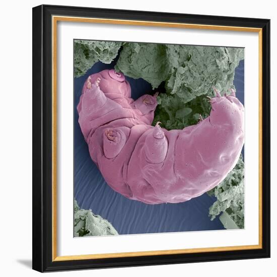 Tardigrade, SEM-Steve Gschmeissner-Framed Premium Photographic Print