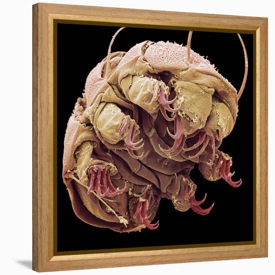 Tardigrade, SEM-Steve Gschmeissner-Framed Premier Image Canvas