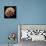 Tardigrade, SEM-Steve Gschmeissner-Framed Premier Image Canvas displayed on a wall