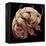 Tardigrade, SEM-Steve Gschmeissner-Framed Premier Image Canvas