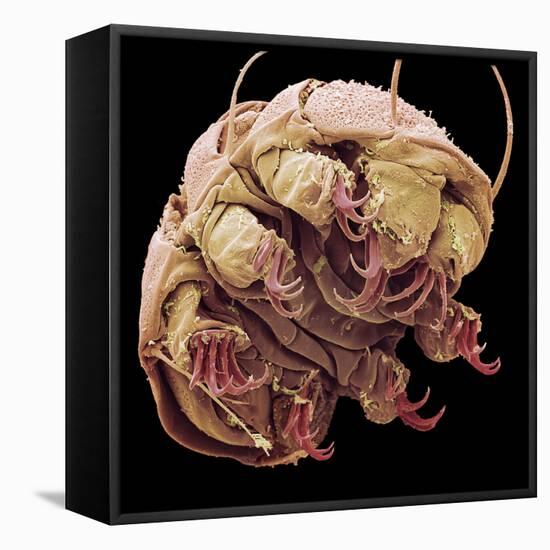 Tardigrade, SEM-Steve Gschmeissner-Framed Premier Image Canvas