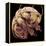 Tardigrade, SEM-Steve Gschmeissner-Framed Premier Image Canvas