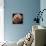 Tardigrade, SEM-Steve Gschmeissner-Framed Premier Image Canvas displayed on a wall