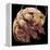 Tardigrade, SEM-Steve Gschmeissner-Framed Premier Image Canvas